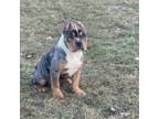 Mutt Puppy for sale in Germantown, WI, USA