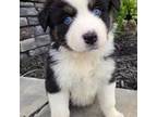 Australian Shepherd Puppy for sale in Dover, OH, USA