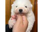 Samoyed Puppy for sale in Palmdale, CA, USA