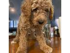 Goldendoodle Puppy for sale in Croton On Hudson, NY, USA