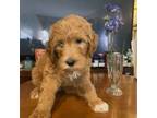 Goldendoodle Puppy for sale in Croton On Hudson, NY, USA