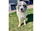 Adopt Timo a Great Pyrenees, Mixed Breed