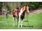 Gentle, Safe, and Naturally Gaited Sorrel and White Missouri Fox Trotter