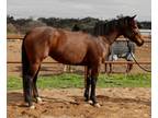 Sweet Thoroughbred Mare
