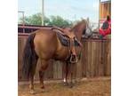 17yr Sorrel gelding ( ALL AROUND ROPE HORSE )