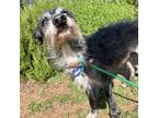 Adopt Mr. Brightside a Schnauzer