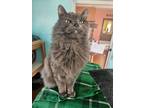 Adopt Scruffy a Domestic Long Hair