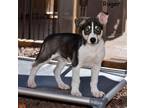 Adopt Ruger a Siberian Husky, Australian Shepherd