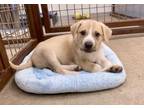 Adopt Huckleberry a Labrador Retriever, Golden Retriever