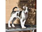 Adopt Rhubarb a Husky, American Staffordshire Terrier