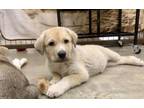 Adopt Henley a Golden Retriever, Labrador Retriever