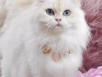 Snowy's British Longhair Kittens