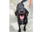 Adopt Oscar a Standard Poodle, Mixed Breed