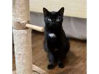 Adopt Bandal a Domestic Short Hair