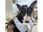 Adopt Sunny a Bull Terrier