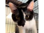 Adopt Odie a Domestic Short Hair