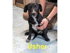 Adopt Usher a Black Labrador Retriever, Mixed Breed