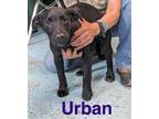 Adopt Urban a Black Labrador Retriever, Mixed Breed