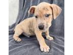 Adopt Rome a Mixed Breed