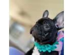 French Bulldog Puppy for sale in Cambridge, OH, USA