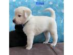 Labrador Retriever Puppy for sale in Palm Coast, FL, USA