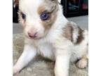 Australian Shepherd Puppy for sale in Marysville, KS, USA