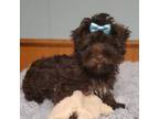 Mutt Puppy for sale in Olean, NY, USA