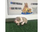 Mutt Puppy for sale in Rome, GA, USA