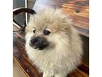 Pomeranian Puppy for sale in Vancouver, WA, USA