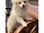 Pomeranian Puppy for sale in Vancouver, WA, USA