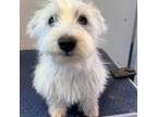 West Highland White Terrier Puppy for sale in Phoenix, AZ, USA