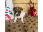 Parson Russell Terrier Puppy for sale in Baxley, GA, USA
