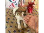 Parson Russell Terrier Puppy for sale in Baxley, GA, USA