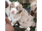 Aussiedoodle Puppy for sale in Marion, TX, USA