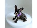 French Bulldog Puppy for sale in Colton, CA, USA
