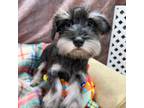 Schnauzer (Miniature) Puppy for sale in Youngstown, OH, USA