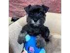 Schnauzer (Miniature) Puppy for sale in Youngstown, OH, USA