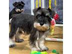 Schnauzer (Miniature) Puppy for sale in Youngstown, OH, USA