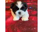 Shih Tzu Puppy for sale in Cheney, WA, USA