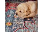 Golden Retriever Puppy for sale in Austin, TX, USA