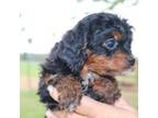 Cavapoo Puppy for sale in Neosho, MO, USA