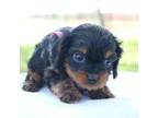 Cavapoo Puppy for sale in Neosho, MO, USA