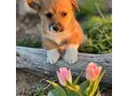 Pembroke Welsh Corgi Puppy for sale in Cheyenne, WY, USA