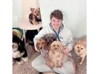 Experienced & Reliable Pet Sitter in Elizabeth, NJ: $17/Hour