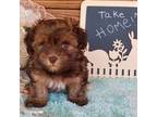 Havanese Puppy for sale in Kodak, TN, USA