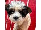 Mutt Puppy for sale in Louisville, KY, USA