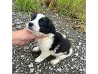 Mutt Puppy for sale in Louisville, KY, USA