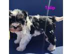 Schnauzer (Miniature) Puppy for sale in Vestaburg, MI, USA