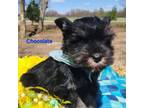 Schnauzer (Miniature) Puppy for sale in Vestaburg, MI, USA