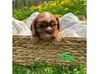 Cavalier King Charles Spaniel Puppy for sale in Auburn, WA, USA
